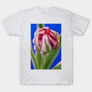 Tulipa &#39;Eternal Flame&#39; Double Early Tulip T-Shirt